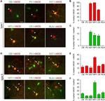 nNOS Antibody in Immunocytochemistry (ICC/IF)