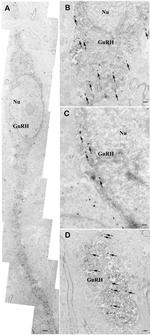 nNOS Antibody in Immunomicroscopy (IM)