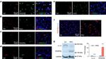 CD140b (PDGFRB) Antibody in Western Blot, Immunohistochemistry (WB, IHC)