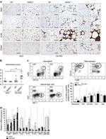 CD4 Antibody in Immunohistochemistry (IHC)