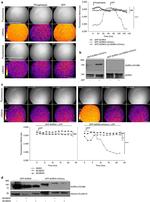 Phospho-Aurora A (Thr288) Antibody in Western Blot (WB)