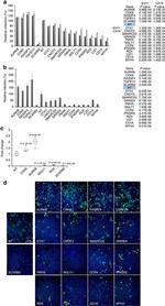 CDK6 Antibody in Immunocytochemistry (ICC/IF)