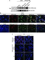 ALK Antibody in Western Blot, Immunocytochemistry, Immunomicroscopy (WB, ICC/IF, IM)