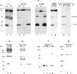 Connexin 32 Antibody in Western Blot (WB)