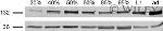 uNOS Antibody in Western Blot (WB)