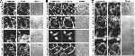 alpha Catenin Antibody in Immunocytochemistry (ICC/IF)