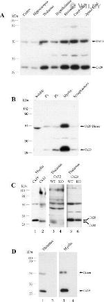 Connexin 32 Antibody in Western Blot (WB)