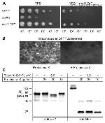 Carboxypeptidase Y Antibody in Western Blot (WB)