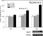 GluR2 Antibody in Western Blot (WB)