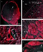 Connexin 36 Antibody in Immunohistochemistry (IHC)