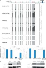 CDH11 Antibody in Western Blot (WB)