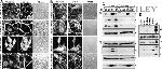 alpha Catenin Antibody in Immunocytochemistry (ICC/IF)