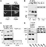 LRP5 Antibody in Western Blot (WB)