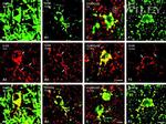 Connexin 32 Antibody in Immunohistochemistry (IHC)