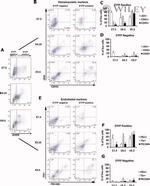 CD309 (FLK1) Antibody in Flow Cytometry (Flow)