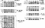 JAM-A (CD321) Antibody in Immunoprecipitation (IP)