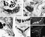 uNOS Antibody in Immunohistochemistry (IHC)