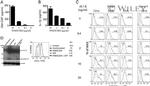 IL-1 beta Antibody in ELISA (ELISA)