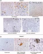 Claudin 7 Antibody in Immunocytochemistry (ICC/IF)