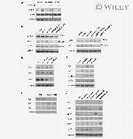 GRP78 Antibody in Western Blot (WB)