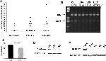 Connexin 43 Antibody in Western Blot (WB)