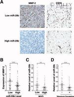 MMP2 Antibody in Immunohistochemistry (Paraffin) (IHC (P))