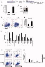 CD202b (TIE2) Antibody in Flow Cytometry (Flow)