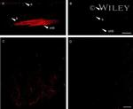 Connexin 36 Antibody in Immunohistochemistry (IHC)