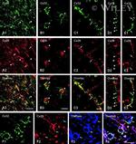 Connexin 32 Antibody in Immunohistochemistry (Frozen) (IHC (F))