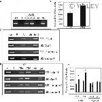 E2F1 Antibody in ChIP Assay (ChIP)