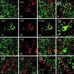 Connexin 43 Antibody in Immunohistochemistry (Frozen) (IHC (F))