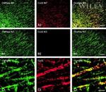 Connexin 32 Antibody in Immunohistochemistry (Frozen) (IHC (F))