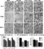 TNF alpha Antibody in Immunohistochemistry (IHC)