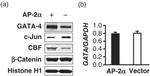 C/EBP zeta Antibody in Western Blot (WB)