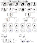 CD45 Antibody in Flow Cytometry (Flow)