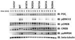 Phospho-ERK1/ERK2 (Thr185, Tyr187) Antibody in Western Blot (WB)