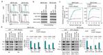 AID Antibody in ChIP Assay (ChIP)