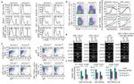 AID Antibody in ChIP Assay (ChIP)