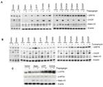 CHOP Antibody in Western Blot (WB)