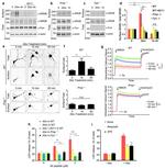 GFP Antibody in Immunohistochemistry (IHC)