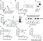 beta Amyloid (1-40) Antibody in Western Blot (WB)