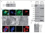 OxPhos Complex IV subunit IV Antibody in Western Blot (WB)