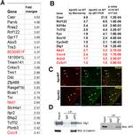 SAP97 Antibody in Western Blot, Immunoprecipitation (WB, IP)