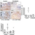 F4/80 Antibody in Flow Cytometry (Flow)