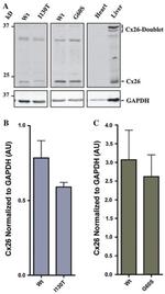 Connexin 26 Antibody in Western Blot (WB)