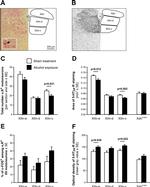 alpha-1a Adrenergic Receptor Antibody in Immunohistochemistry (IHC)