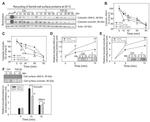 JAM-A (CD321) Antibody in Western Blot (WB)