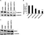 beta Catenin Antibody in Western Blot (WB)