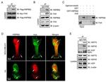 HSP90 beta Antibody in Western Blot, Immunohistochemistry, Immunoprecipitation (WB, IHC, IP)