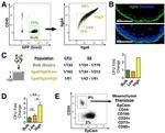 CD166 (ALCAM) Antibody in Flow Cytometry (Flow)